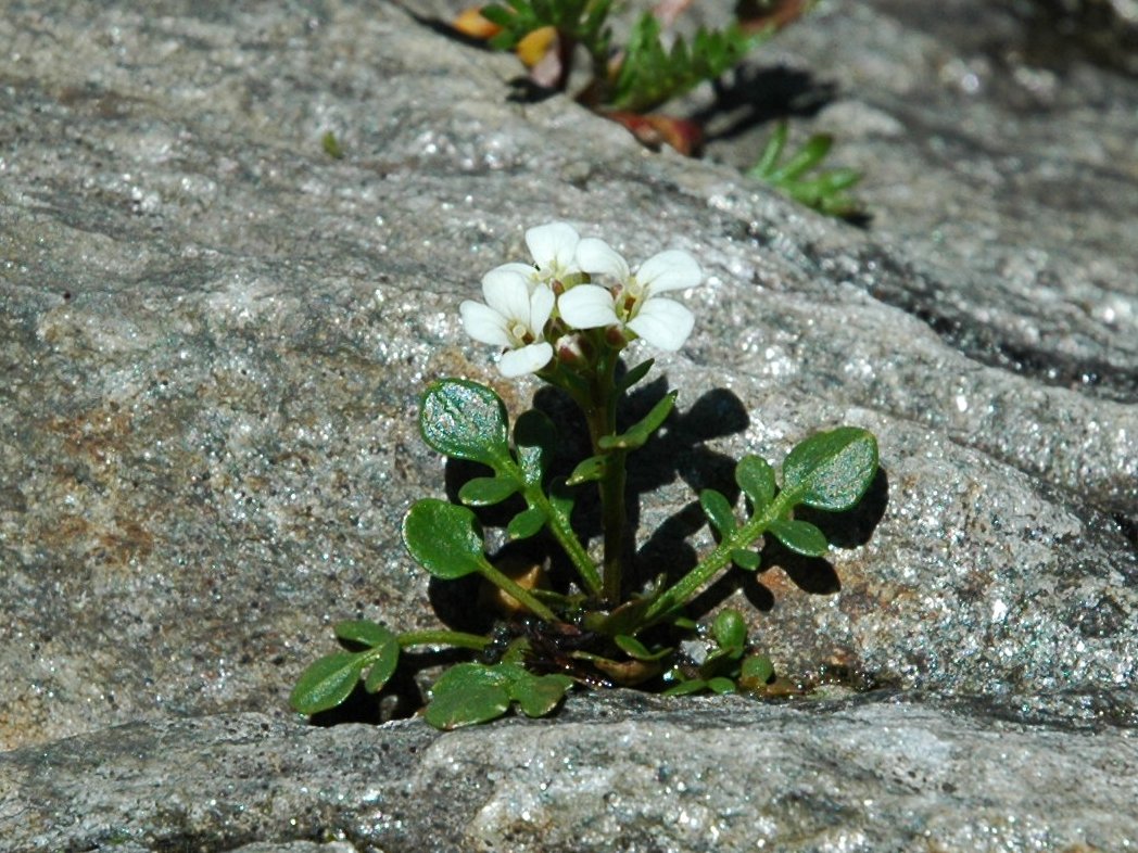 Cardamine resedifolia ?